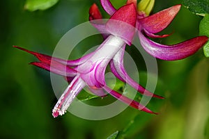 Flowering house plant commonly called Christmas cactus or Thanksgiving cactus