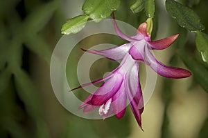 Flowering house plant commonly called Christmas cactus or Thanksgiving cactus