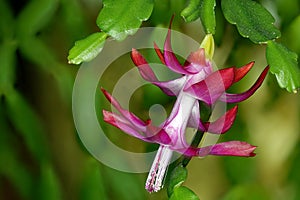 Flowering house plant commonly called Christmas cactus or Thanksgiving cactus