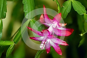 Flowering house plant commonly called Christmas cactus or Thanksgiving cactus