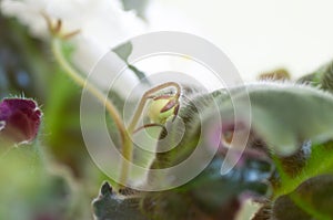 Flowering of the house plant white senpolia. Small white bud with a curved dark green leaves photo