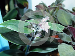 flowering houseplant flower Tradescantia