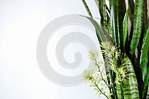 Flowering houseplant sansevieria against a white wall