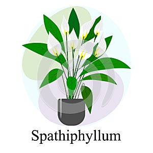 Flowering houseplant Spathiphyllum. White spathiphyllum flowers