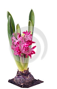 Flowering hyacinth bulbs