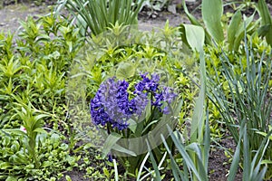 Flowering hyacinth on a flower bed