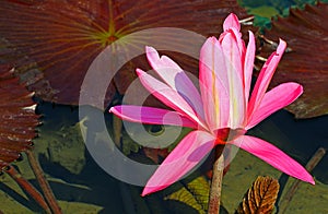 Flowering hybrid pink water lily