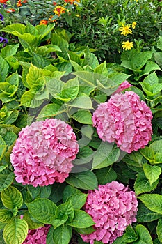 Flowering Hydrangea macrophylla shrubs in garden