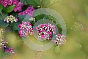Flowering Hydrangea Magical