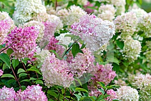 Flowering Hydrangea paniculata Vanille Fraise with pink and white blooms