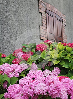 Flowering hydrangea, village life