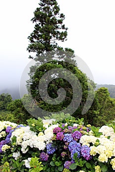 Flowering hydrangeas against the background of a lone tree