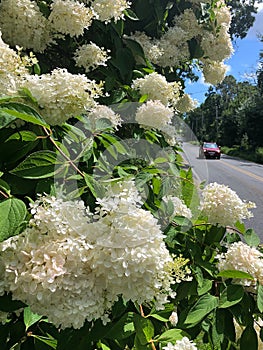 Flowering hydrangeas grow by the side of a rural road in New England.