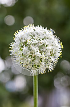 Flowering inflorescences of onions on the background of the garden with blurred background