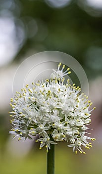 Flowering inflorescences of onions on the background of the garden with copy space