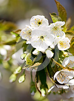 Flowering inflorescences of sweet cherry in spring
