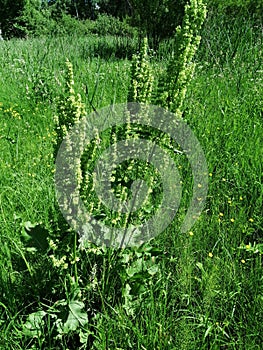 Flowering of the invasive horse sorrel weed growing in a meadow in rural areas