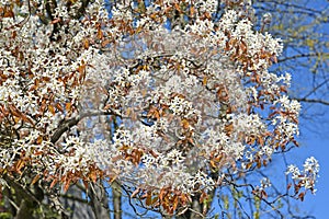 Flowering Irga Canadian Amelanchier canadensis L. Medik.. Spring