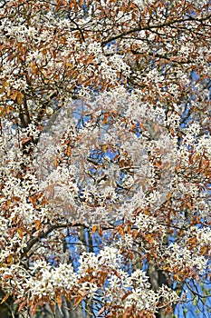 Flowering Irga Canadian Amelanchier canadensis L. Medik.. Spring