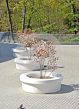 Flowering irga trees of the Canadian Amelanchier canadensis L. Medik. In the city square