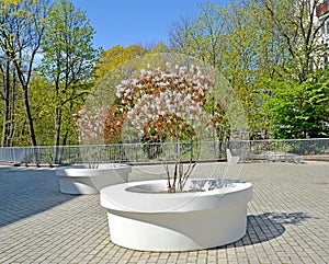 Flowering irga trees of Canadian Amelanchier canadensis L. Medik. in park vases