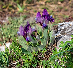 Flowering Iris pumila plant in Palava mountains in Czech republic