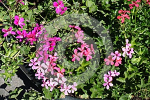 Flowering ivy-leaved geranium in the flower pot