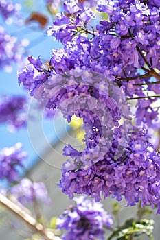 Flowering jacaranda branches on the sky background