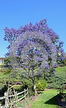 Flowering Jacaranda Tree in Laguna Woods, California.