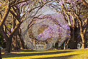 Flowering Jacaranda Trees