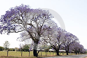 Flowering Jacaranda trees, East Coast, Australia 