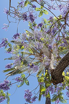 Flowering Jacaranda trees Marbella Spain