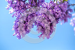 Flowering jakaranda branches against the sky