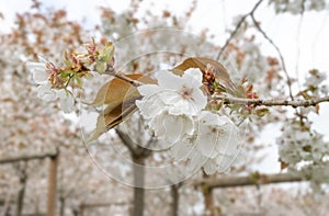 Flowering Japanese cherry blossom tree in Spring