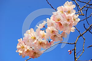 Flowering Japanese cherry tree