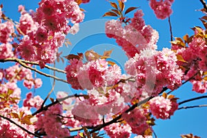 Flowering Japanese cherry tree branches