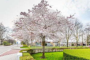 Flowering  Japanese flowering cherry, Prunus Subhirtella Autumnalis