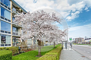 Flowering  Japanese flowering cherry, Prunus Subhirtella Autumnalis