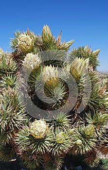 Flowering Joshua Tree (Yucca brevifolia ) near Red Rock Canyon, Nevada. photo
