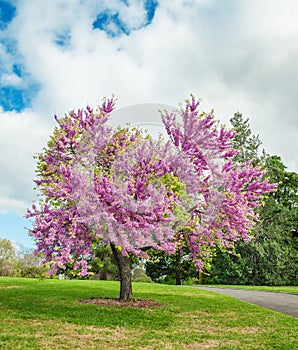 Flowering Judas Tree