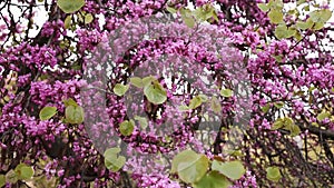 Flowering Judas tree (Cercis siliquastrum) in sunny spring day