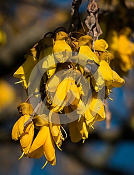 Flowering KÃÂwhai Bee