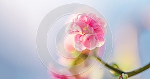 Flowering Kalanchoe plant with pink flowers, similar to small roses against a background of blue sky