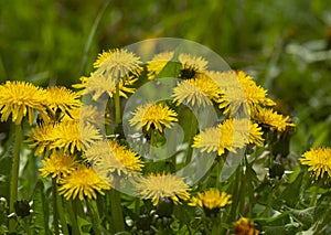 Flowering of kulbab, dandelion, Taraxacum officinale L