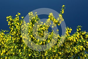 Flowering laburnum anagyroides