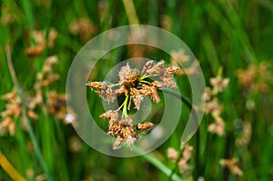 Flowering lake reed (Scirpus lacustris) on the river bank