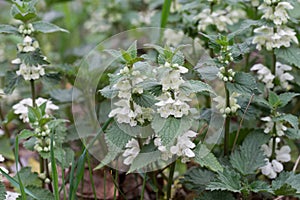 Flowering lamium album, white nettle, white dead-nettle