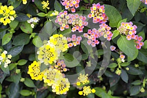 Flowering Lantana camara or wild sage