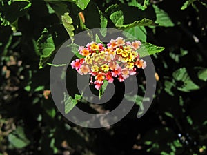 FLOWERING LANTANA