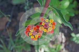 FLOWERING LANTANA